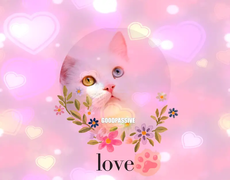 cat-love-XOXO